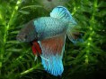 /album/fotogaleria/betta-sea-jpg/